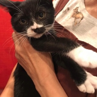 甘えん坊のハチワレ  おチビ子ちゃん