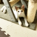 美しい三毛猫 やえちゃん❤︎