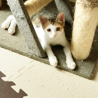 美しい三毛猫 やえちゃん❤︎