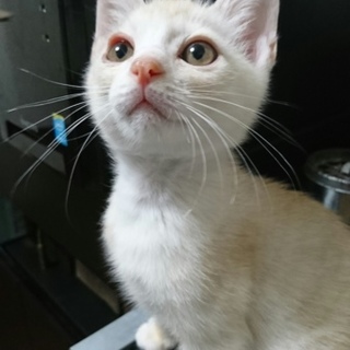 クリームと 茶トラ 兄弟