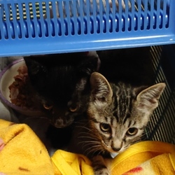 また、仔猫ちゃん２匹譲り受けました。