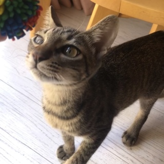 猫も人間も好き！ゴロゴロすりすりムッチ