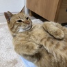 もぐもぐにゃんこ