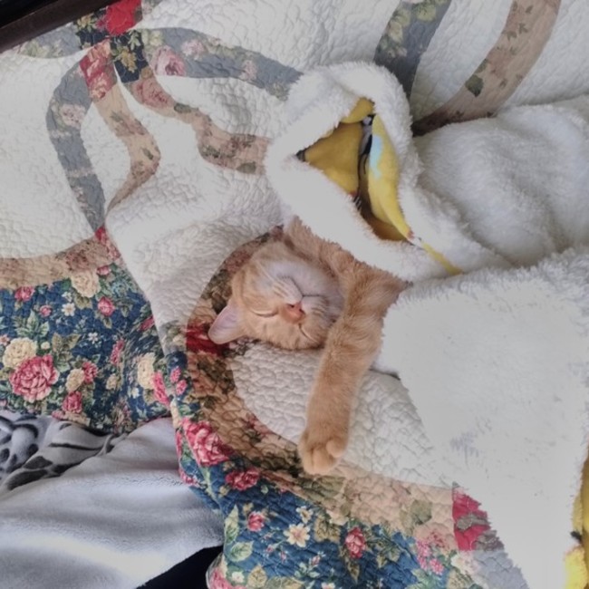 もぐもぐにゃんこのカバー写真
