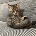 キジトラの仔猫ちゃん