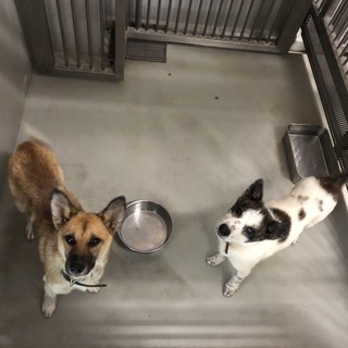 里親様が決まりました♡有難うございました！