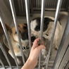 里親様が決まりました♡有難うございました！ サムネイル6