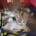 生まれたて子猫4匹の里親募集