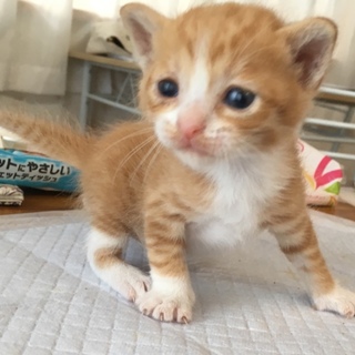 生後３週間ほどの子猫ちゃん