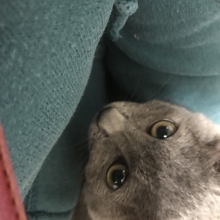 里親募集！人懐っこい猫ちゃんです