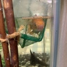 葉っぱくん一号