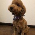 元気いっぱいトイプー男の子