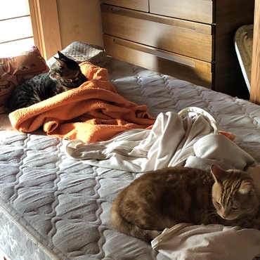 一緒の部屋で生活するようになってもうすぐ4ヶ月…やっとこの距離感まできました。