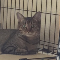 あひゃこ