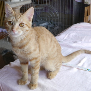 茶とらの女の子人慣れバツグン