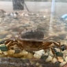 かにこちゃん