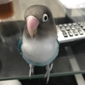 5歳のボタンインコ(女の子)