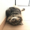 みんみんくま