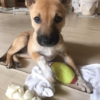 お見合い予定につき一時停止します