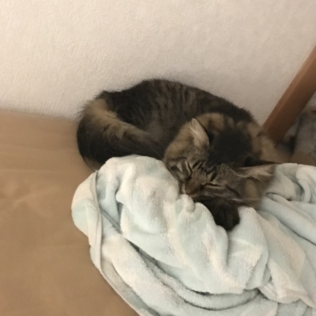 みんみんくまのカバー写真