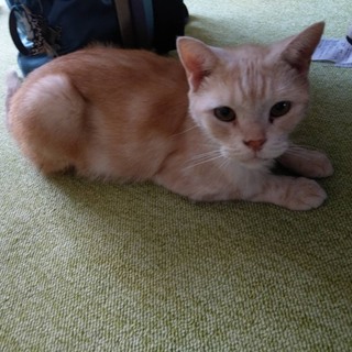 アメショの甘えた男の子