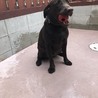 私が投げるボールをじっとみています、、笑
