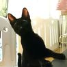 元気な黒猫男子,賢いけれどちょっとキカンボ サムネイル5