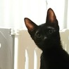 元気な黒猫男子,賢いけれどちょっとキカンボ サムネイル6