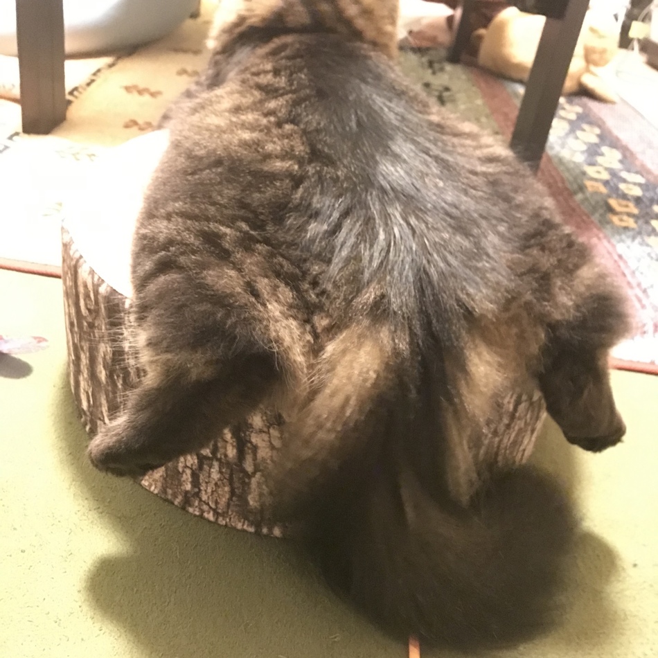 ししまるのカバー写真