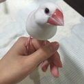 白文鳥♂の里親様を募集しております