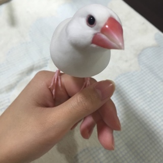 白文鳥♂の里親様を募集しております