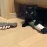 ちっぴ710