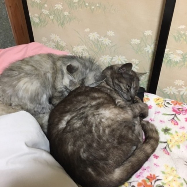ちっぴ710のカバー写真