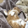 牙狼ラブ