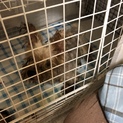 ネグレクトのヨークシャーテリアの老犬 里親募集