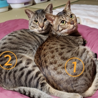 甘えん坊で人懐っこい三兄弟です！