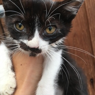 里親様決まりました。ありがとうございました！