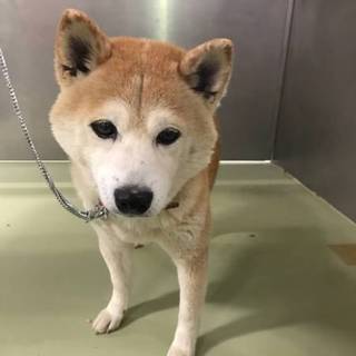 早く医療にかけてあげたい…柴mixのくおくん