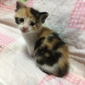 ちびっ子三毛さん。
