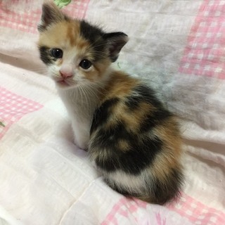 ちびっ子三毛さん。