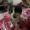 捨て猫だった子猫ちゃん白黒2匹生後2週間