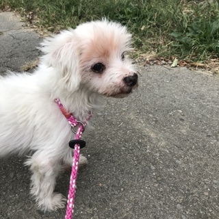 マルチーズミックス 2歳 男の子 アル君