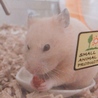 さくらちゃん