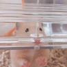 さくら