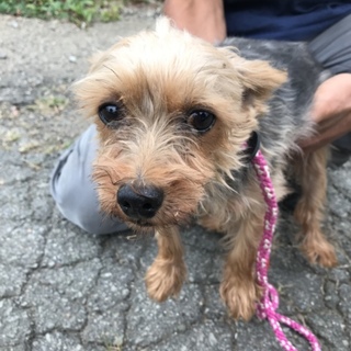 ヨークシャテリア 女の子