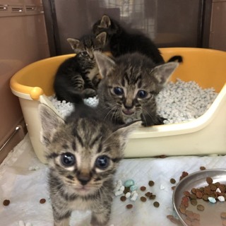 譲渡されました。