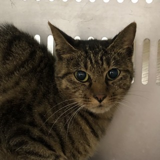 譲渡されました。