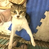 おっとり控えめなキジ白子猫ちゃん サムネイル3