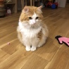 さいあす