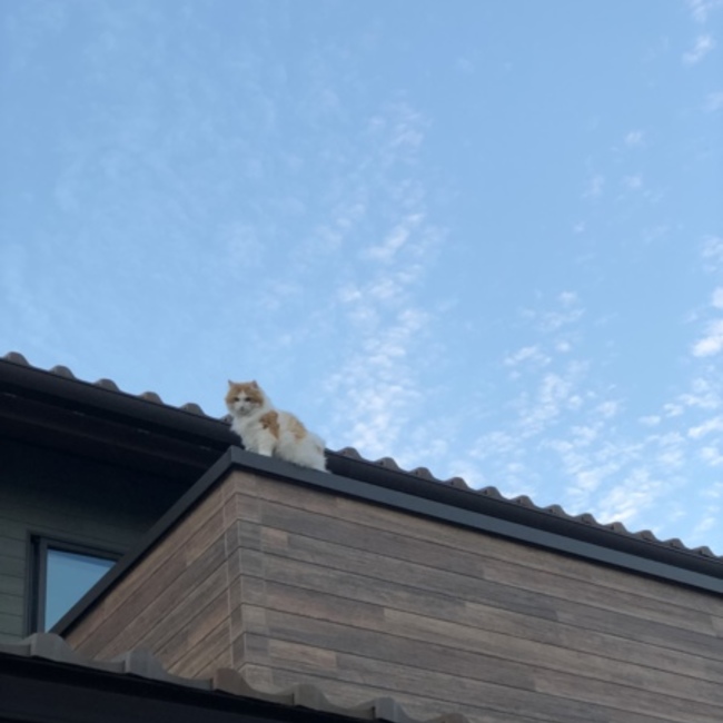 さいあすのカバー写真